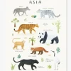 Affiche Animaux D’Asie Living Earth LILIPINSO Gris – Lilipinso 16